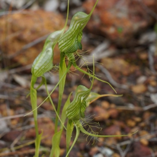 Pterostylis barbata